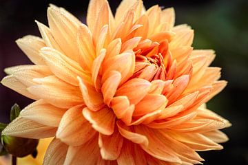 Dahlia sur Rob Boon