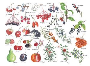 Een plaat vol vruchten van Jasper de Ruiter