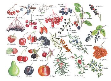 Een plaat vol vruchten