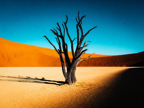 Arbre solitaire dans un désert doré