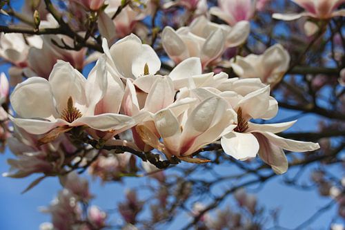 Een bloeiende magnolia op een voorjaarsmiddag