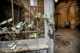 Entrance with overgrown door with ivy by Vivian Teuns