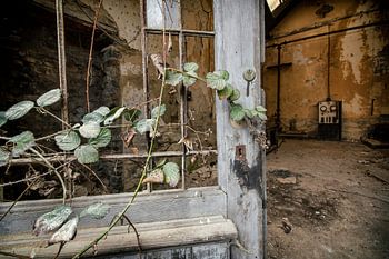 Entree met begroeide deur met klimop