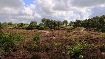 Bruyère pourpre sur le Vlieland