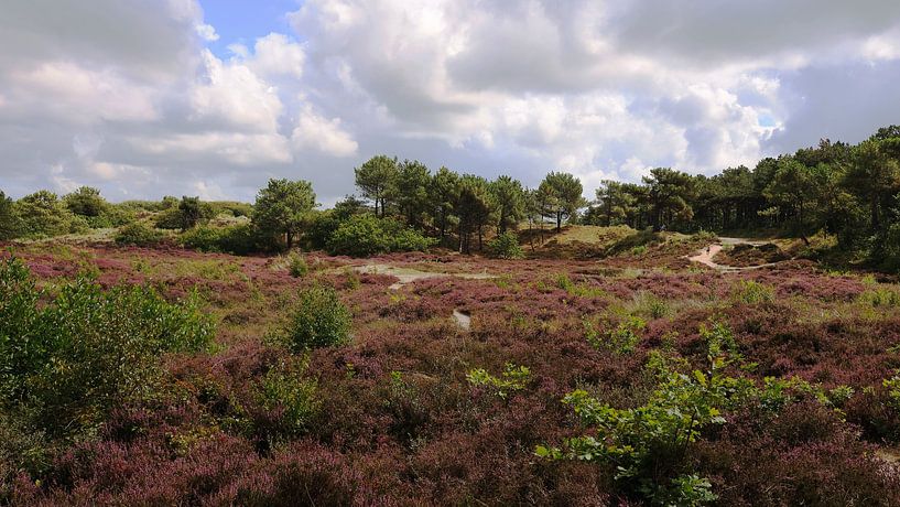 Violettes Heidekraut auf Vlieland von Hilde Heikoop