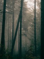 Bomen Leunen Tegen Elkaar