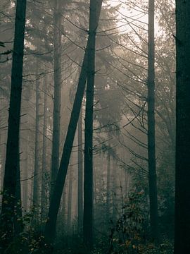 Les arbres s'appuient les uns sur les autres sur Danielle Tempelaars