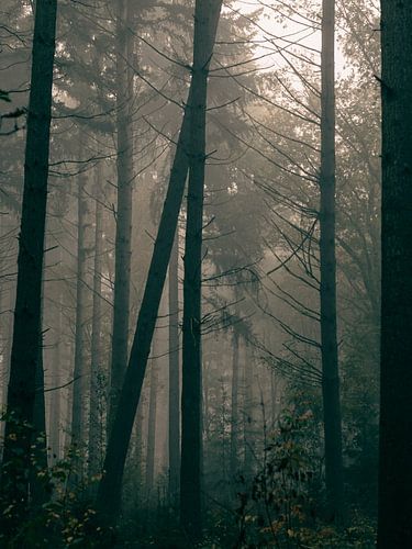 Trees Lean Against Each Other