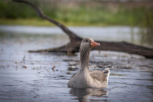 Greylag Goose
