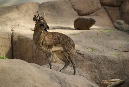 Klipspringer
