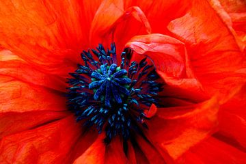 BLOEMENDROMEN 1 van Miroslav Ptacek