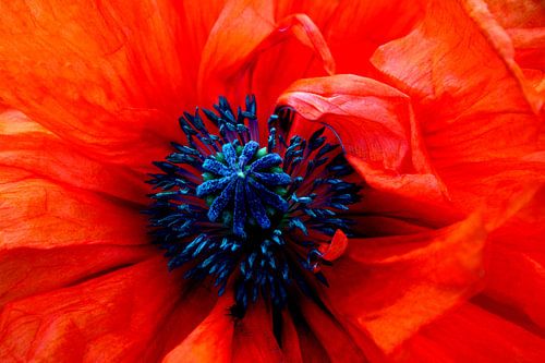 RÉSERVES FLEURS 1