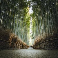 The bamboo forest of Arashiyama in Kyoto, Japan