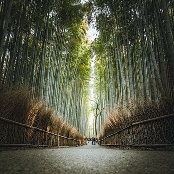 Het bamboebos van Arashiyama in Kyoto, Japan