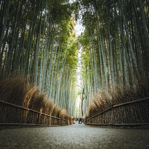 The bamboo forest of Arashiyama in Kyoto, Japan