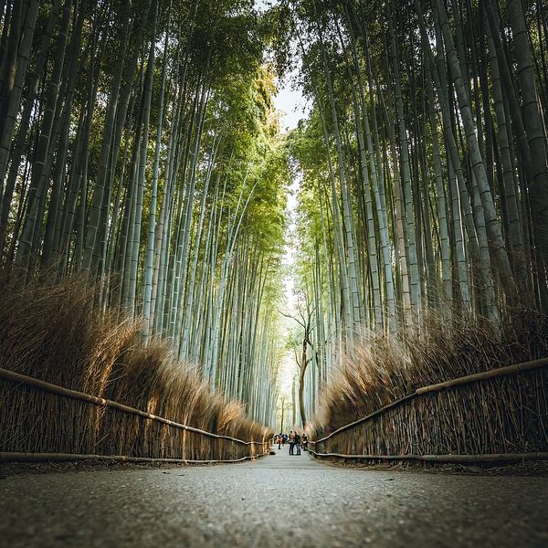 The bamboo forest of Arashiyama in Kyoto, Japan by Michael.Pixels
