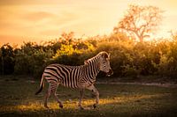 Zebra in der Abendsonne