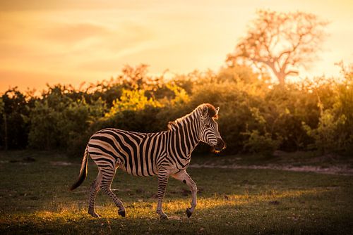 Zebra in der Abendsonne