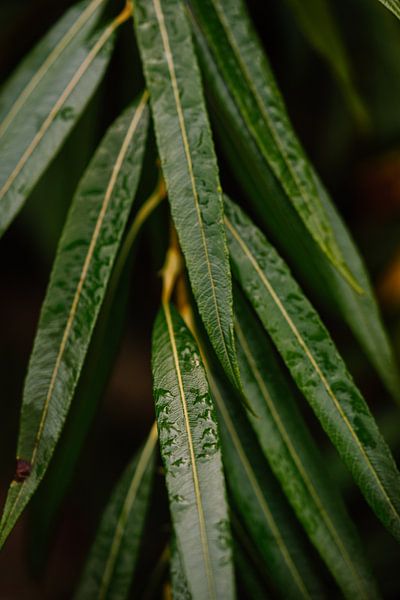 Un peu de pluie par Pamella Peverelli