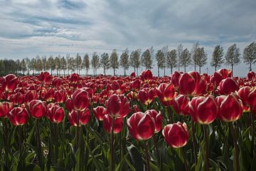 Rode Tulpen In de Polder sur Desiree Adam-Vaassen