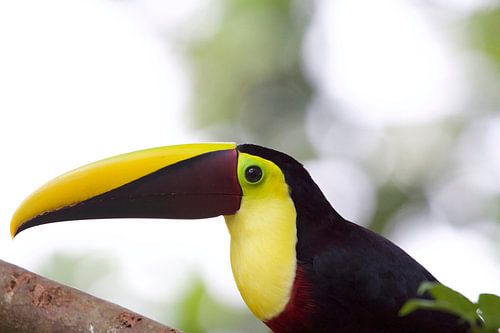 Yellow-Billed Toucan
