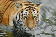 Harscher, kräftiger Tigerkopf. Junger schöner Tiger mit ausdrucksvollen Augen geht auf dem Wasser (b von Michael Semenov Miniaturansicht