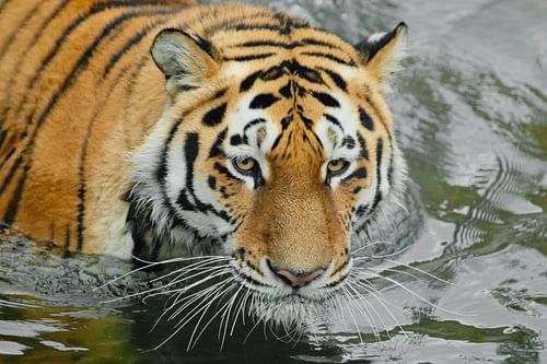 Harsh powerful tiger head. Young beautiful tiger with expressive eyes walks on the water (bathes), P