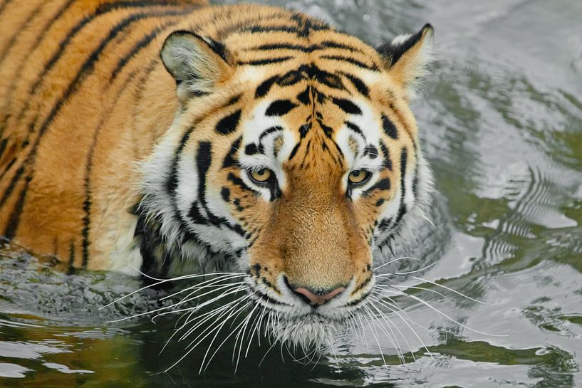Harscher, kräftiger Tigerkopf. Junger schöner Tiger mit ausdrucksvollen Augen geht auf dem Wasser (b von Michael Semenov