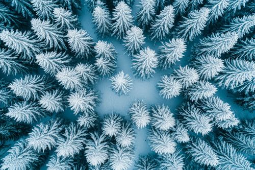 Winterwald Ansicht