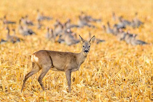Ree in een veld tijdens de herfst