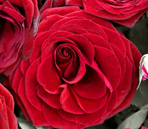 Rose rouge