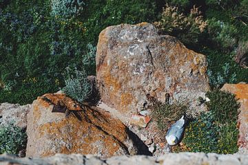 Une mouette sur un rocher sur Tom Rijpert