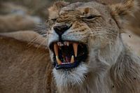 Roaring lion