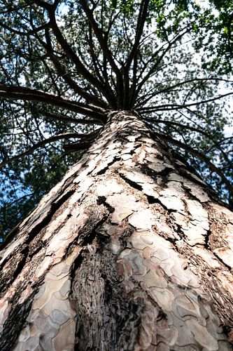 Alte Schwarz-Eiche von Nicole Bäcker