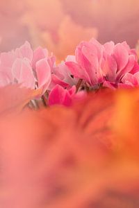 Die Pracht der Cyclamen.