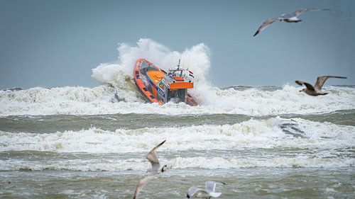 Von den Vögeln bewacht