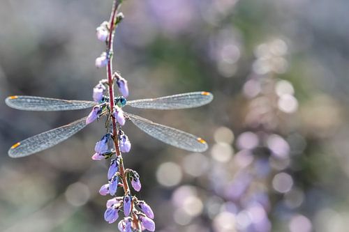 Jemand's watching you - Naturfotografie