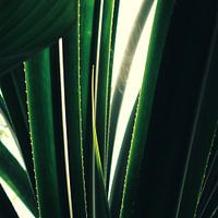 emerald lines - close-up van aloe vera plant