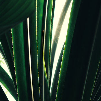 emerald lines - close-up van aloe vera plant