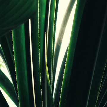 emerald lines - close-up van aloe vera plant van Sagolik Photography