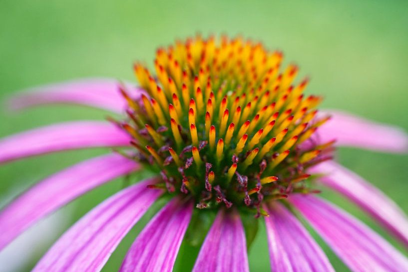 Purple Echinacea  Floral Macro by Iris Holzer Richardson