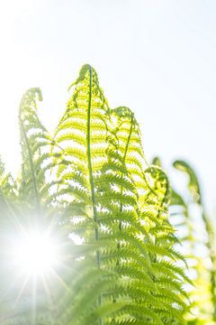 Fern against the light by Denis Feiner