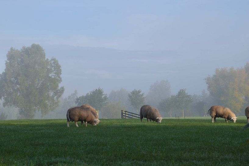 Sheep in the morning by Nathalie Jongedijk