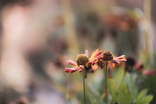 bloemen part 17