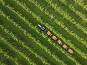 Jewels on the fruit trees,: apple picking in the Betuwe by Moetwil en van Dijk - Fotografie thumbnail