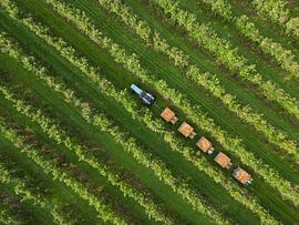 Bijoux sur les arbres fruitiers : cueillette de pommes dans la Betuwe