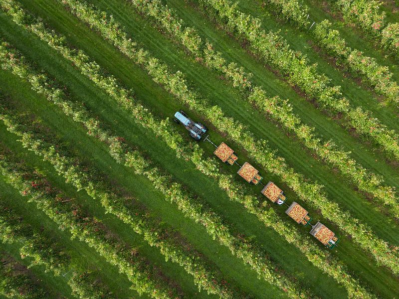 Jewels on the fruit trees,: apple picking in the Betuwe by Moetwil en van Dijk - Fotografie
