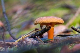 Paddenstoel met tak by Sander Fearloos