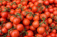 tomaten trostomaat tomaat frans versteden fotografie tilburg van Frans Versteden thumbnail