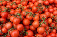 tomates vigne tomate tomate française versteden photographie tilburg